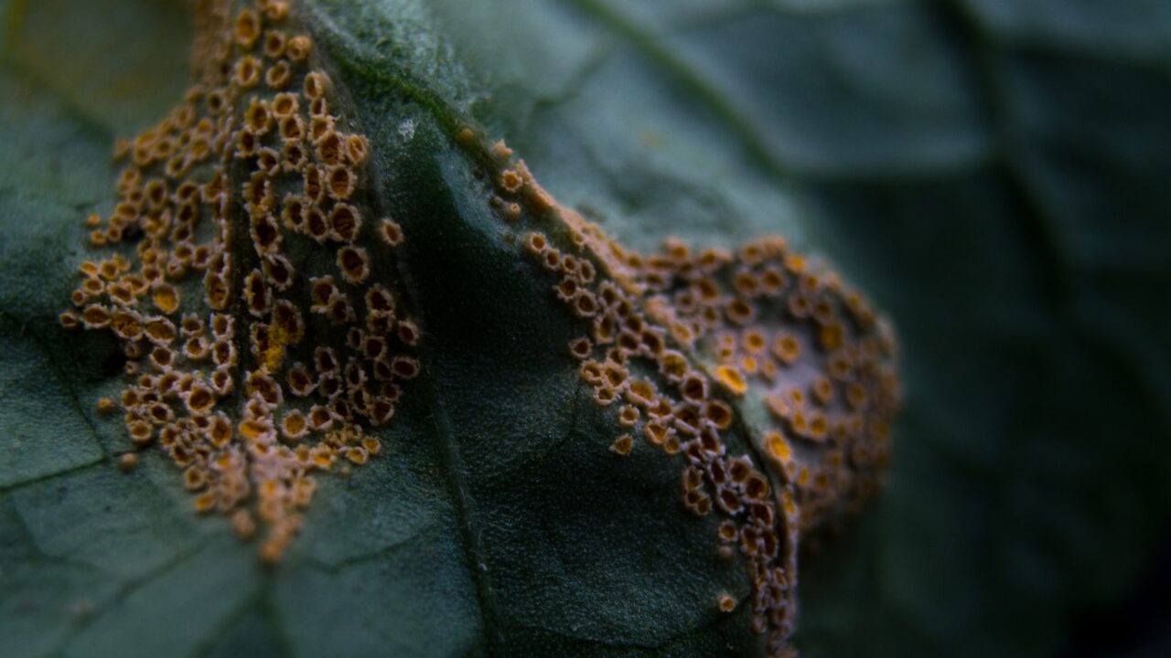 How to Get Rid of Thrips on Plants (Singapore)