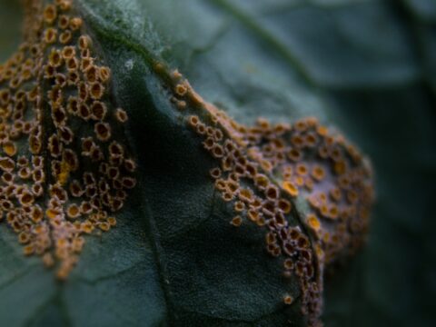 How to Get Rid of Thrips on Plants (Singapore)
