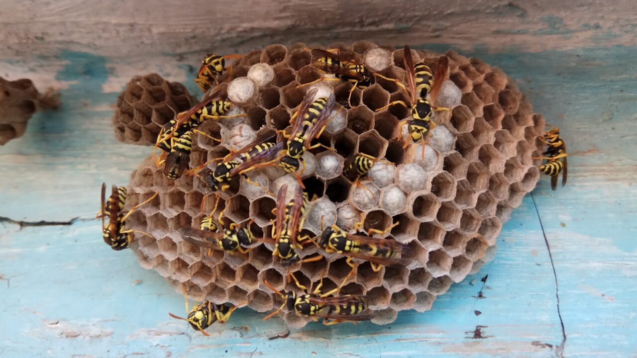 How to Get Rid of Wasps & Hornets (Singapore)