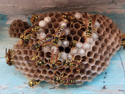 How to Get Rid of Wasps & Hornets (Singapore)