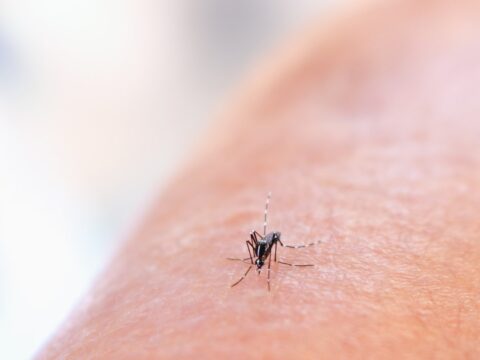 How to Identify Bug Bites: A Singapore Guide