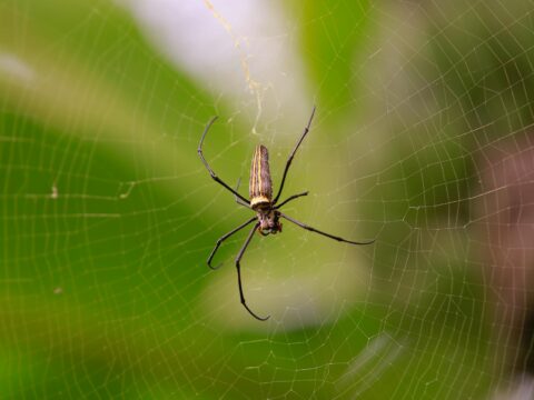 How to Keep Insects Out of Your House (Singapore)