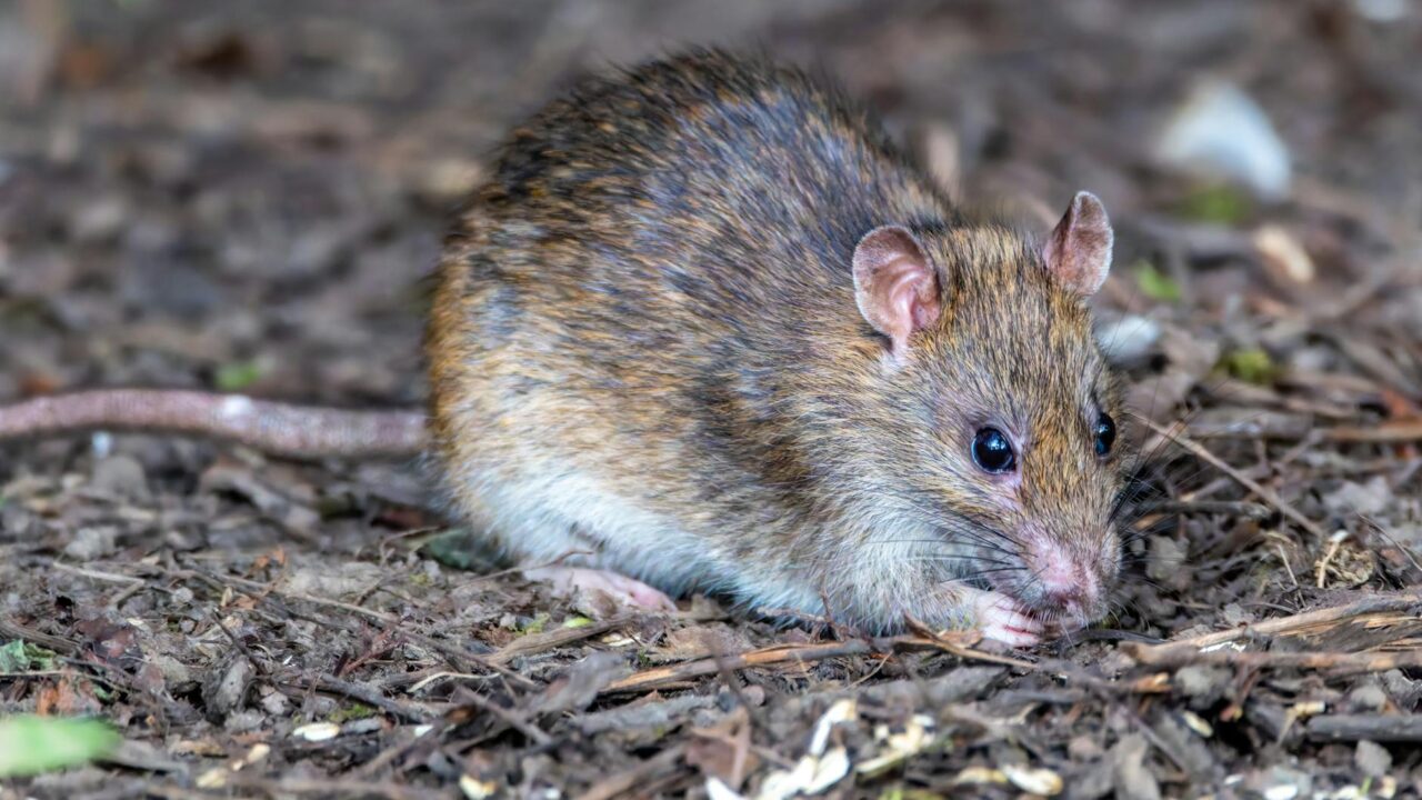 How to Keep Rats Away From Your Home (Singapore)