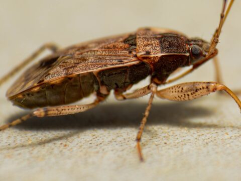 How to Prevent Bed Bugs (Travel & Home Tips)