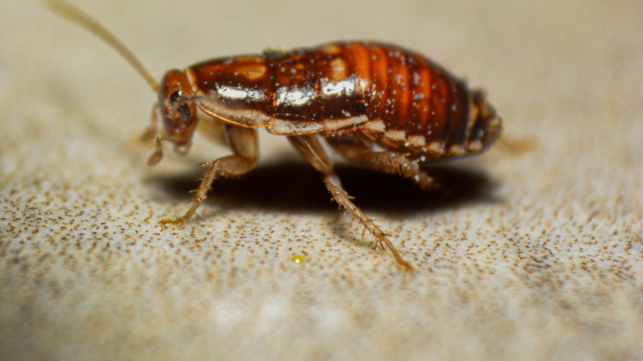 How to Prevent Cockroaches in Your Home (Singapore)