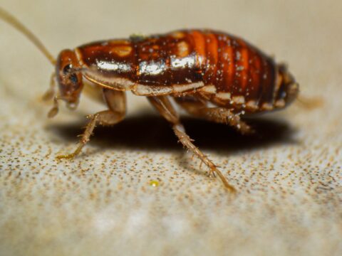 How to Prevent Cockroaches in Your Home (Singapore)