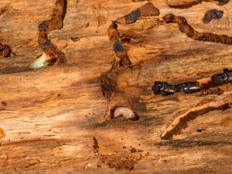 How to Prevent Termites in Your Home (Singapore)