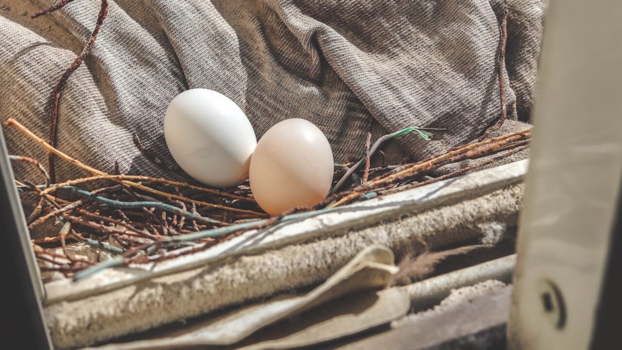 How to Remove a Pigeon Nest Safely (Singapore)