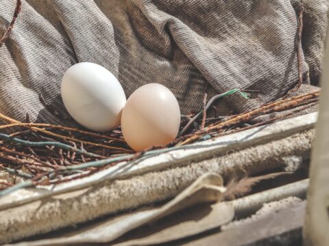 How to Remove a Pigeon Nest Safely (Singapore)