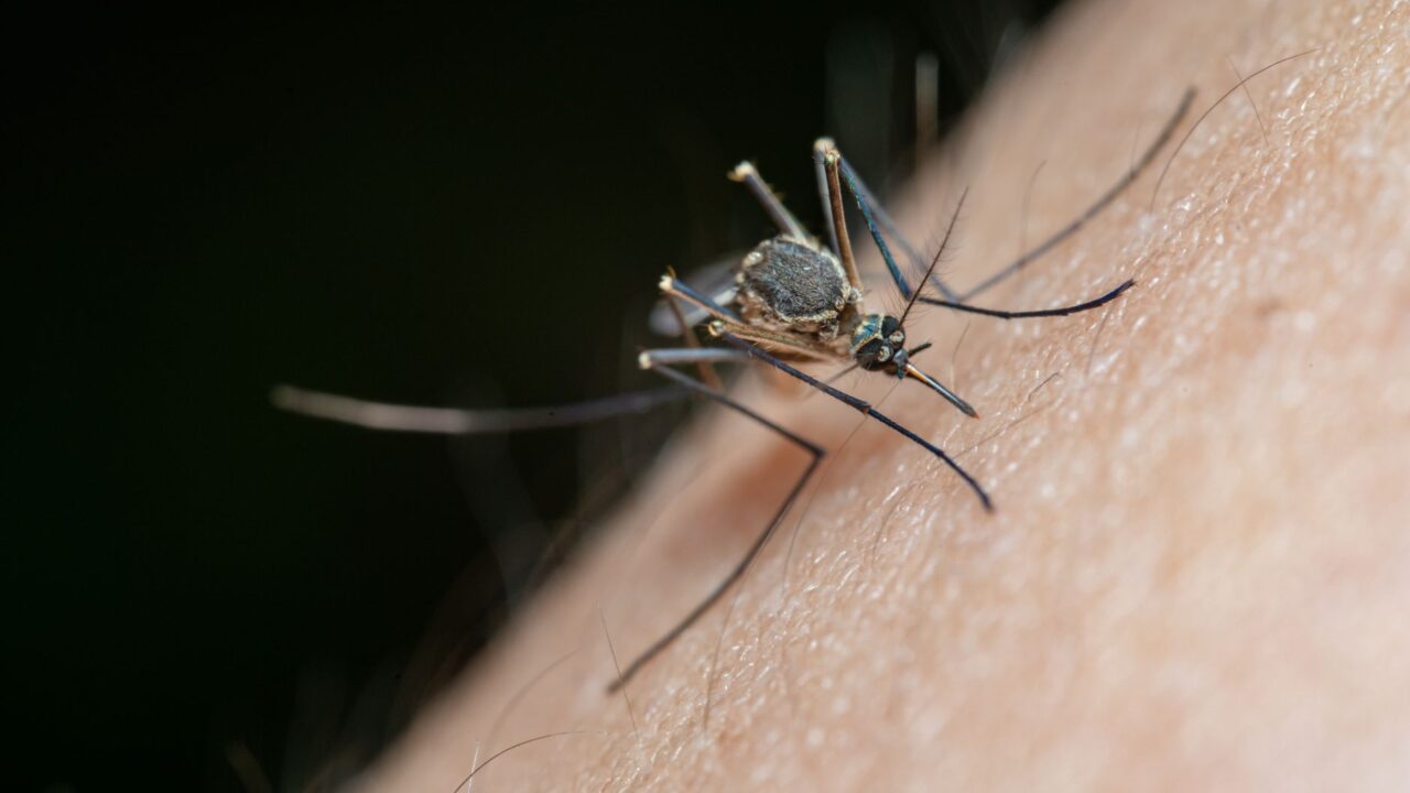 How to Stop Mosquito Bites From Itching (Fast)