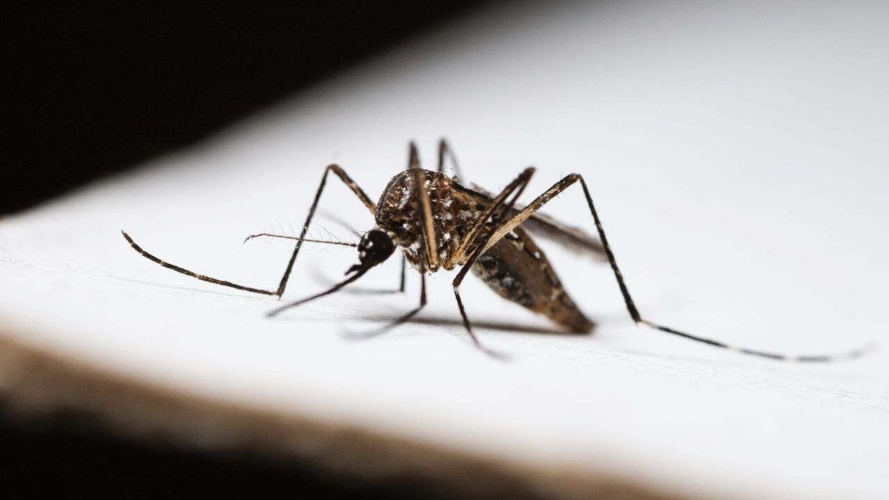 How to Treat Bed Bug Bites (and Stop the Itch)