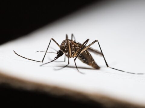 How to Treat Bed Bug Bites (and Stop the Itch)
