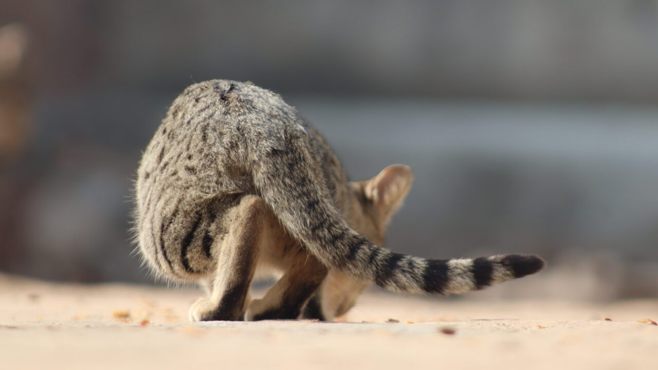 Is the Civet Cat Dangerous? (Singapore Guide)