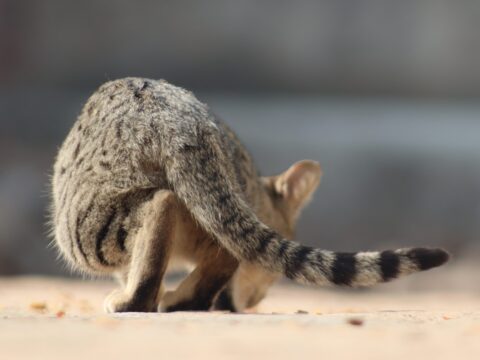 Is the Civet Cat Dangerous? (Singapore Guide)