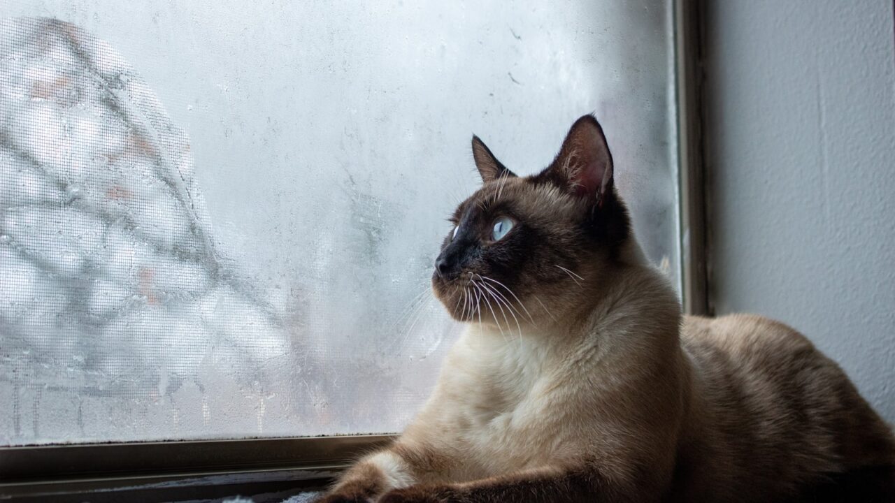 A cat sitting safely by a window