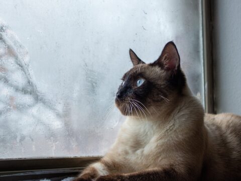 A cat sitting safely by a window