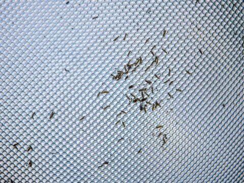 Magnetic vs Velcro Insect Screens: Which Is Better?