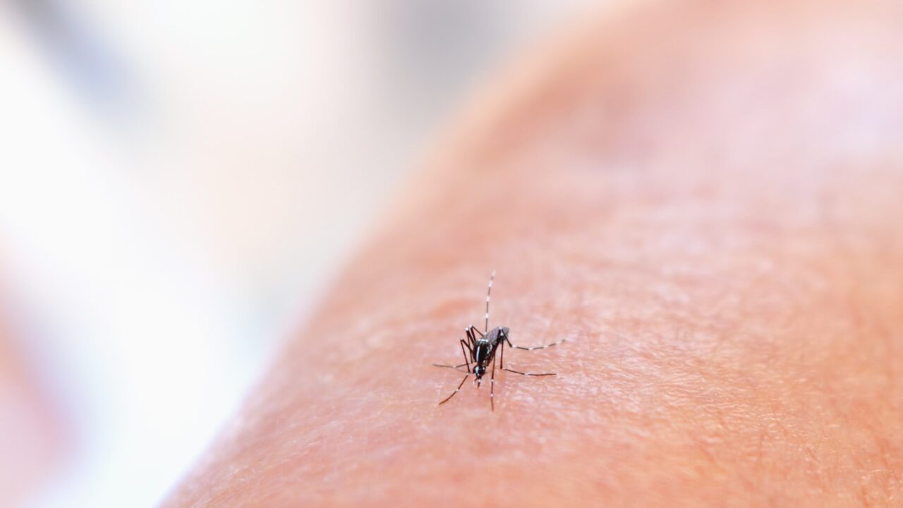 Mosquito Control Singapore