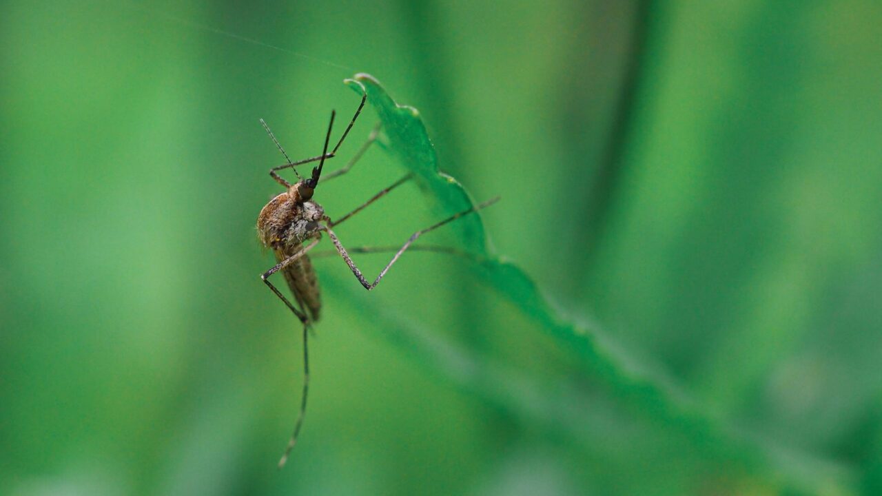 Mosquito-Repellent Plants: Which Ones Actually Work?
