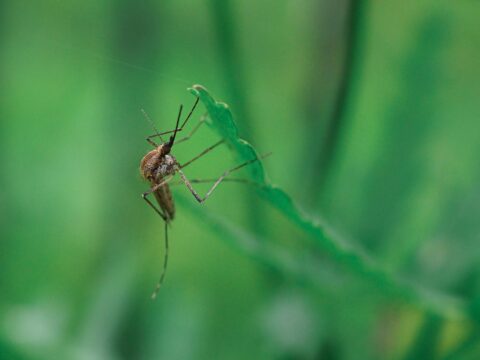 Mosquito-Repellent Plants: Which Ones Actually Work?