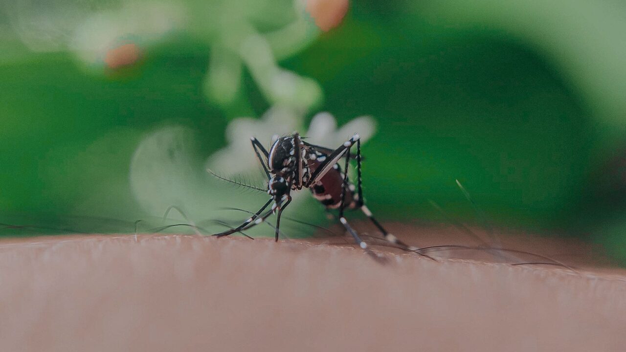 When Is Mosquito Season in Singapore?