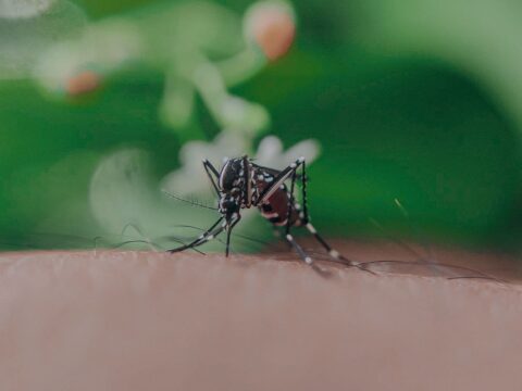 When Is Mosquito Season in Singapore?
