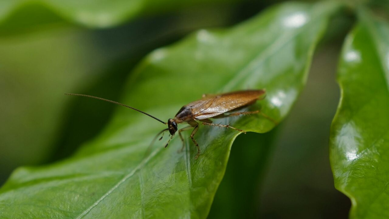 Natural Cockroach Repellents: What Works and What Doesn't