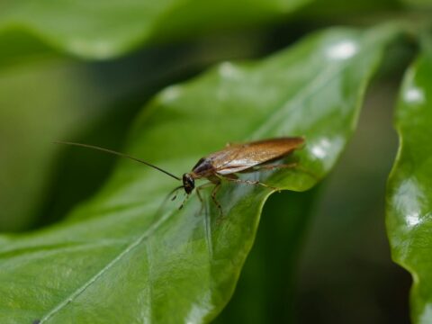 Natural Cockroach Repellents: What Works and What Doesn't