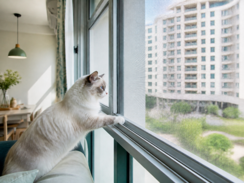 Pet-Resistant Insect Screens: A Singapore Guide