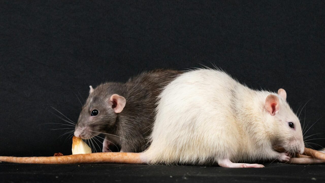 Rat vs Mouse: How to Tell Which You Have