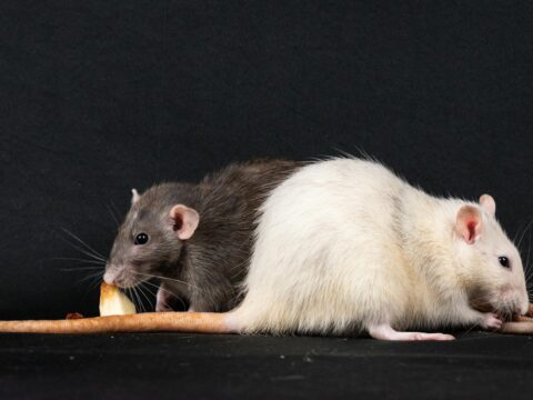 Rat vs Mouse: How to Tell Which You Have