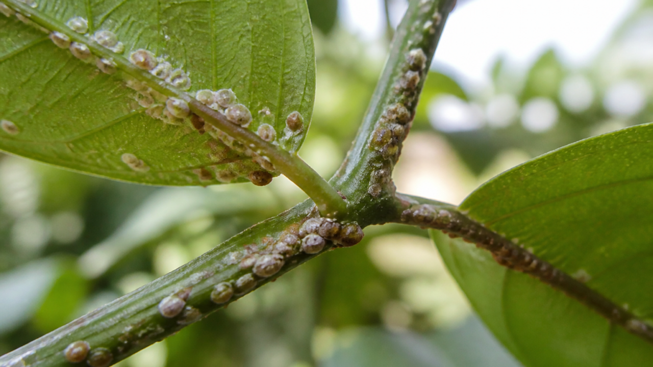 Scale insects on a plant stem