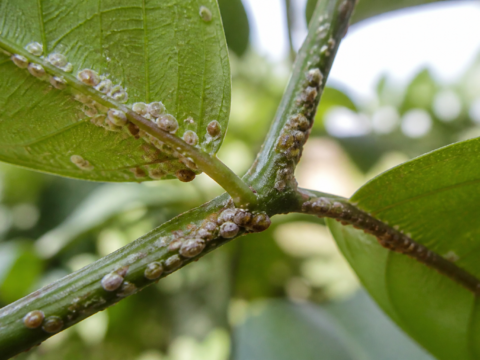 Scale insects on a plant stem