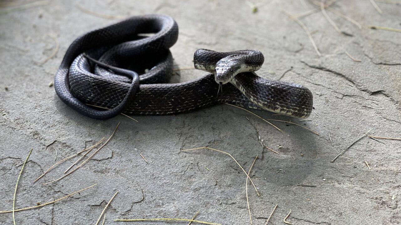 Snakes in Singapore Homes: What to Do (Safely)