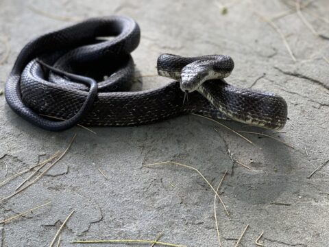 Snakes in Singapore Homes: What to Do (Safely)