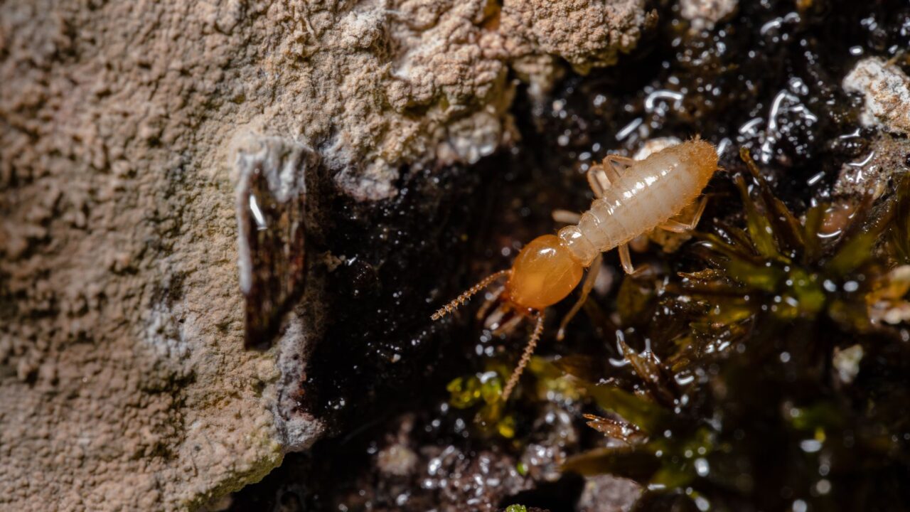 Subterranean vs Drywood Termites: How to Tell Them Apart