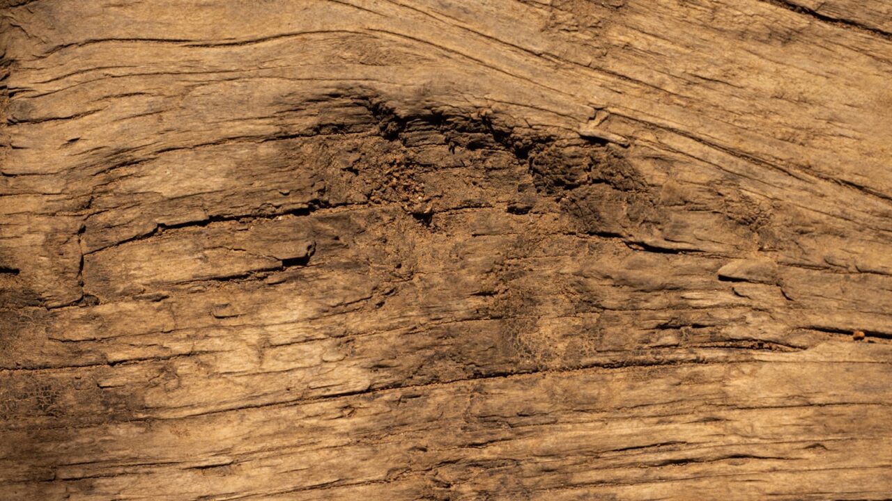 Termite-damaged timber