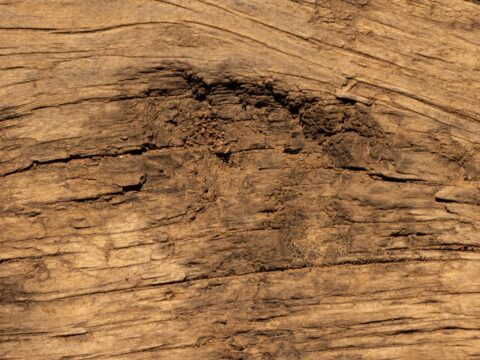Termite-damaged timber