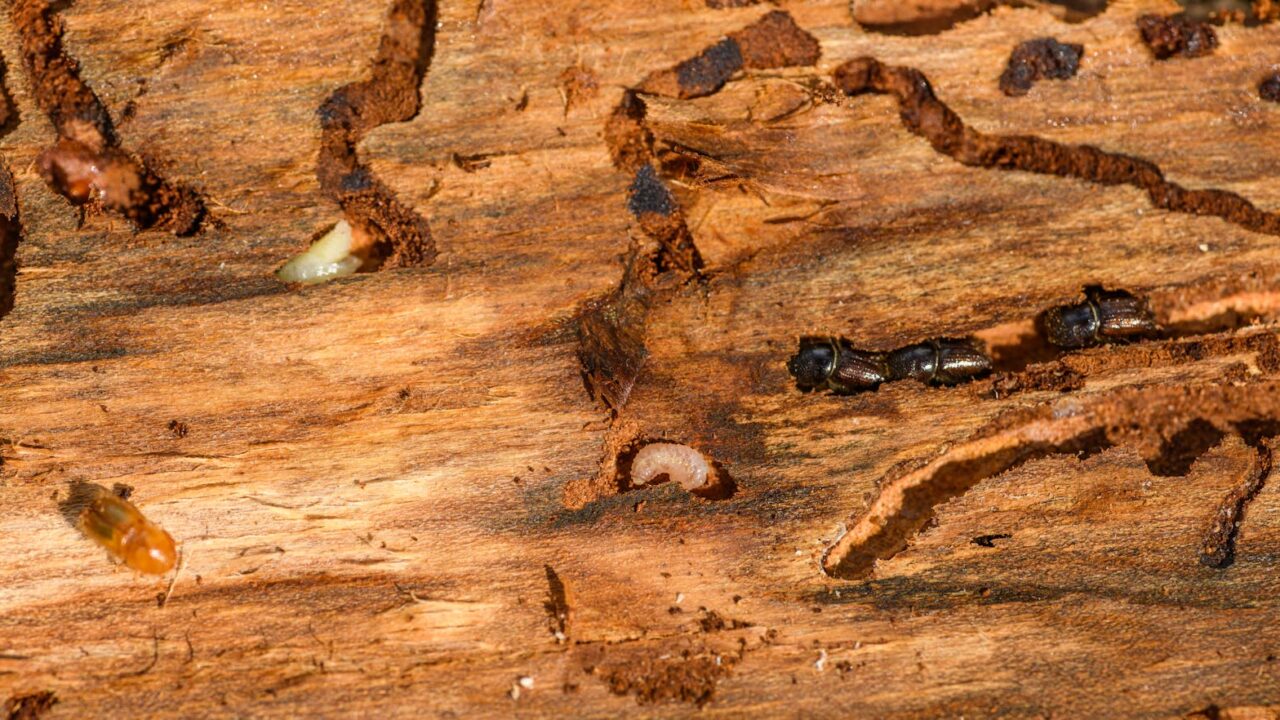 Termite Inspection: What to Expect (Singapore)