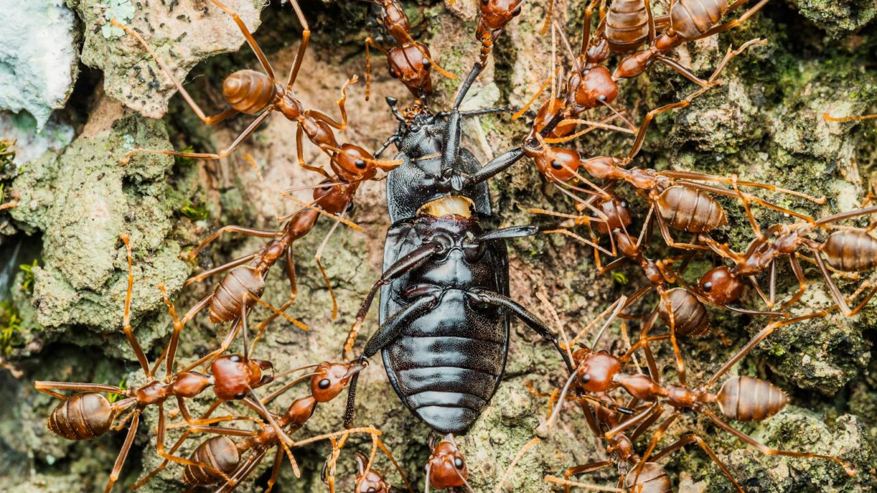 Termites vs Ants: How to Tell the Difference