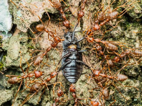 Termites vs Ants: How to Tell the Difference