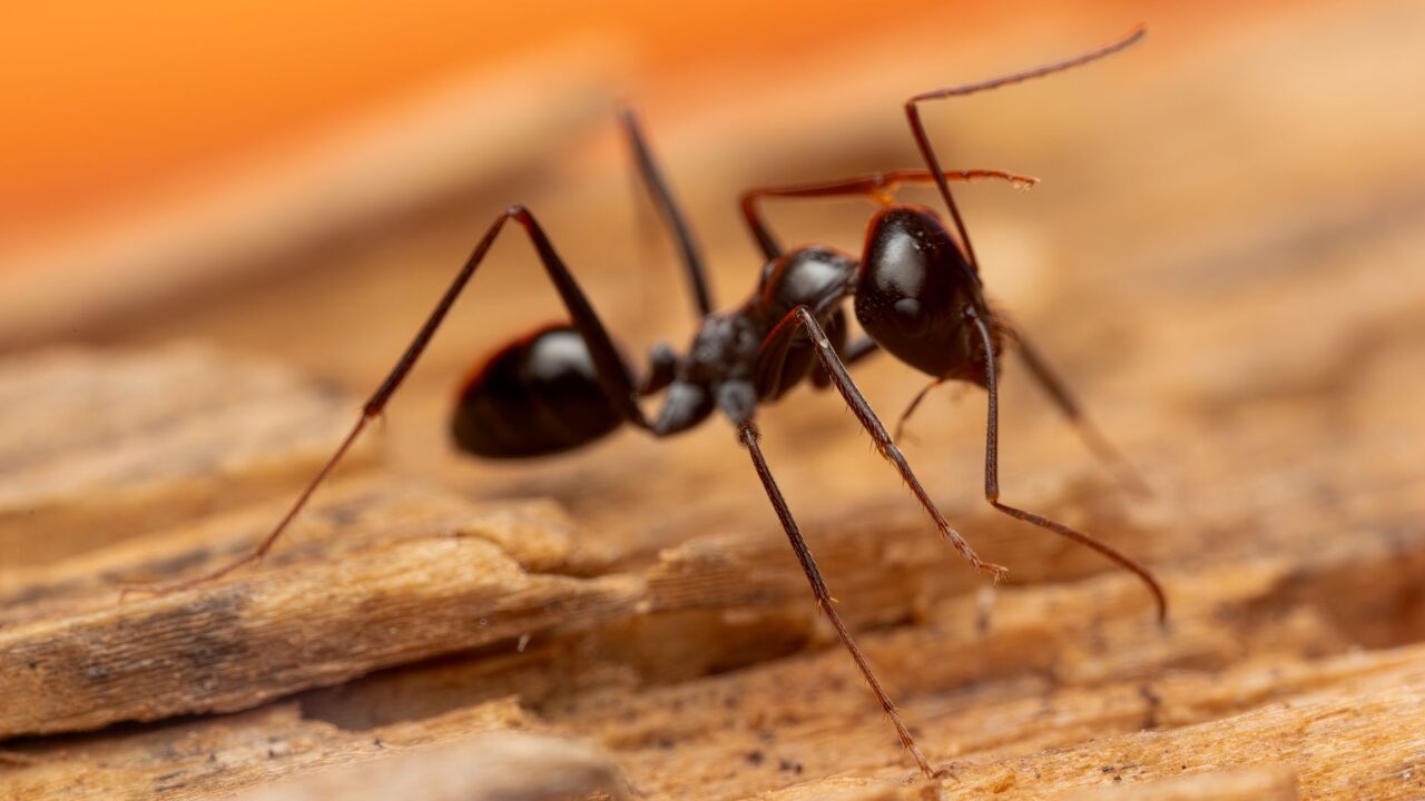 Why Are There Ants in My House? (Singapore)