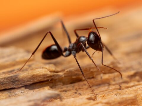 Why Are There Ants in My House? (Singapore)