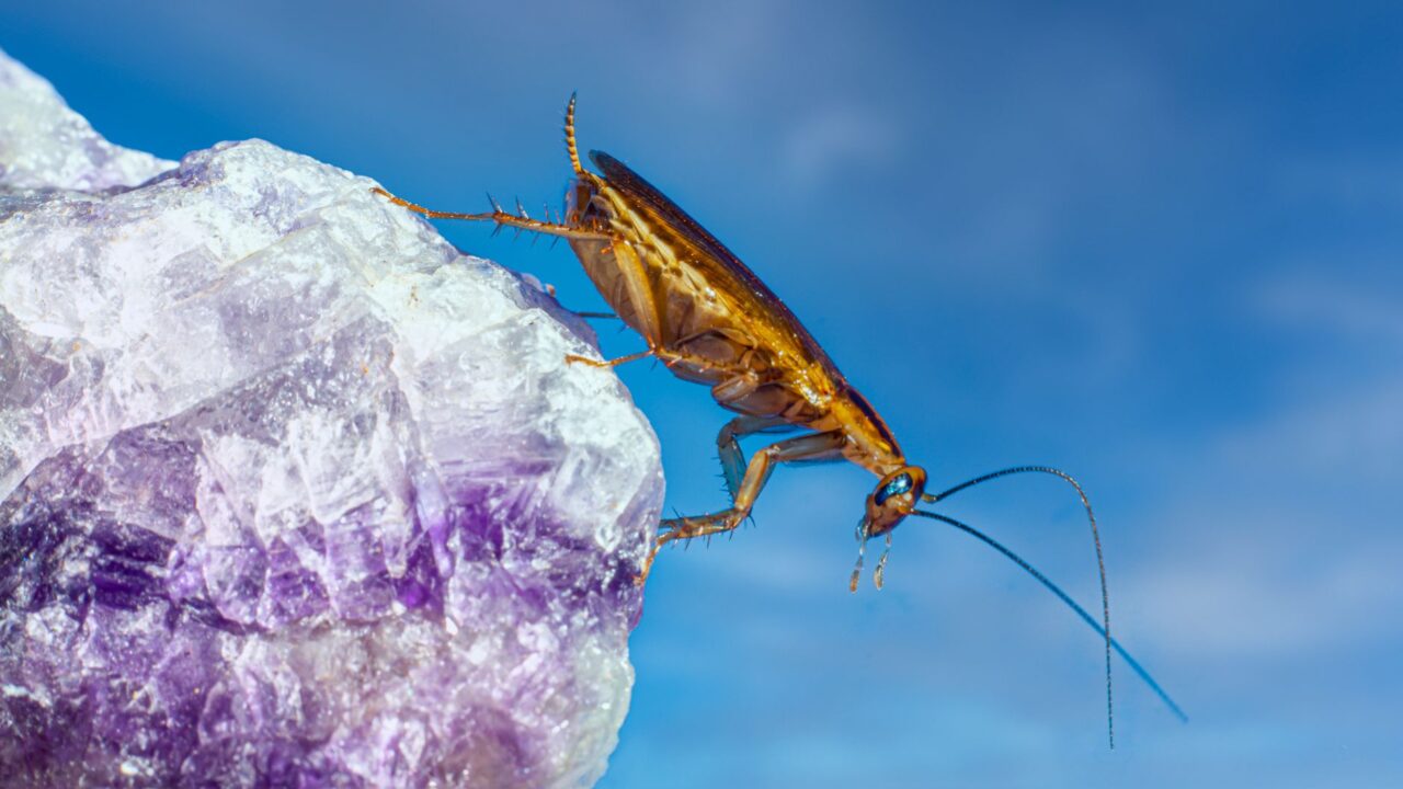 Why Do I Have Cockroaches? (Common Causes in Singapore)