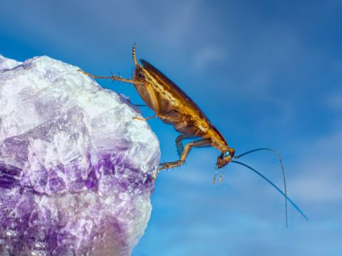Why Do I Have Cockroaches? (Common Causes in Singapore)