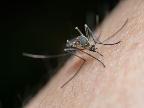 Why Do Mosquitoes Bite Me More Than Others?
