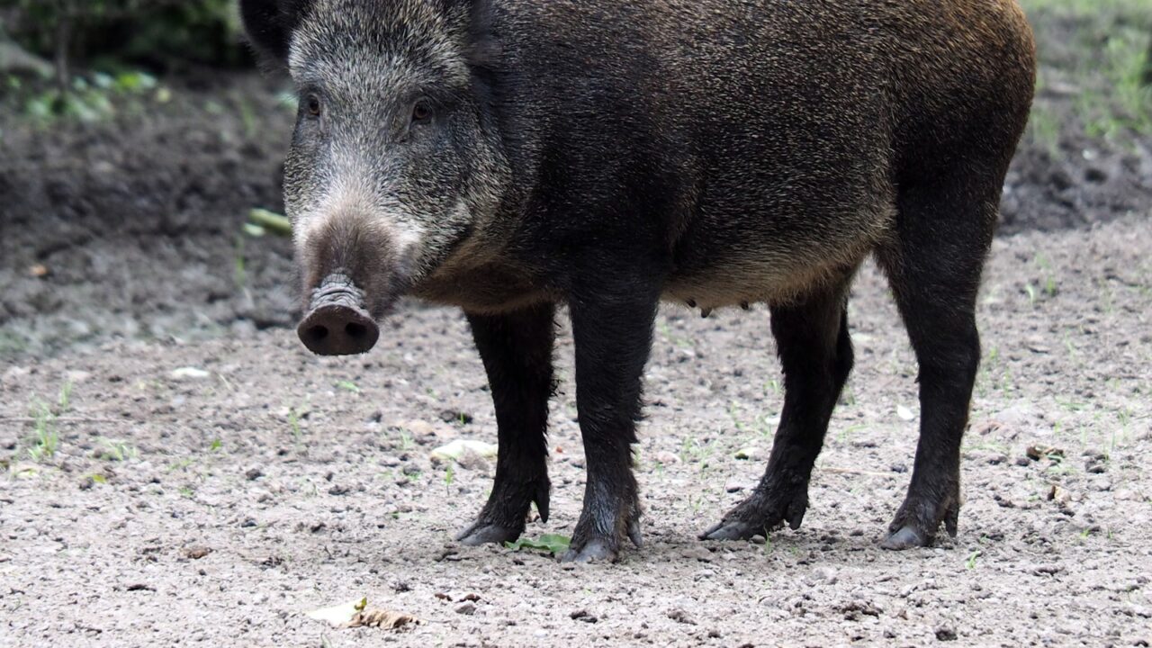 Wild Boar in Singapore: What to Do If You Encounter One