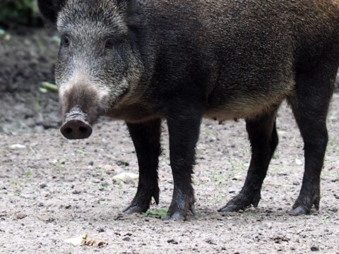Wild Boar in Singapore: What to Do If You Encounter One