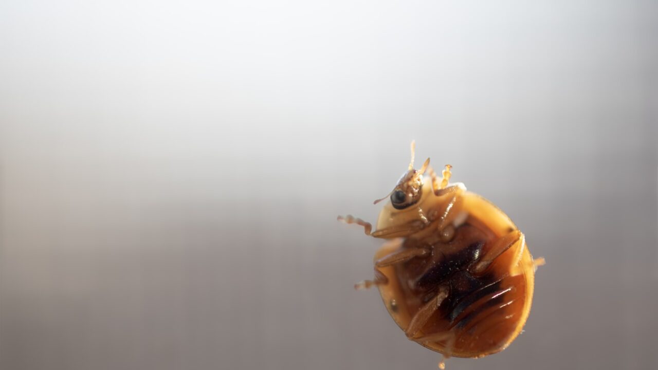 Baby Bed Bugs (Nymphs): What They Look Like & What It Means
