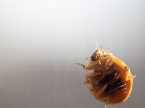 Baby Bed Bugs (Nymphs): What They Look Like & What It Means